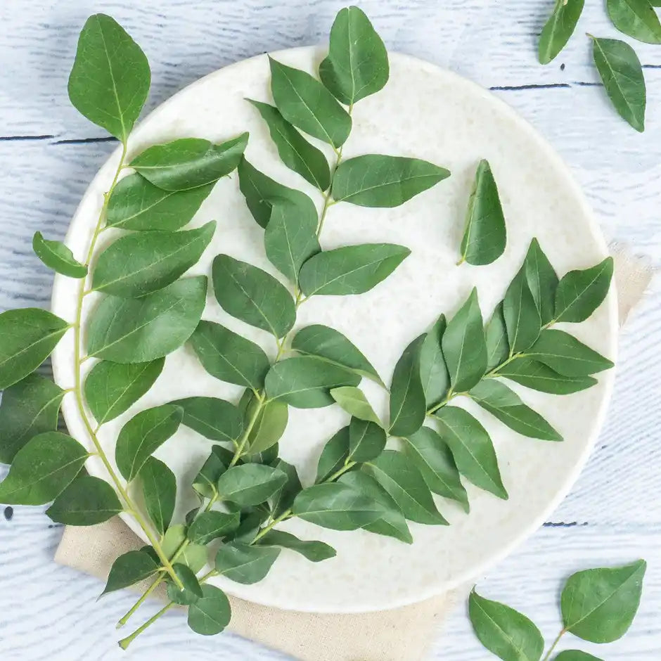 Curry Leaves - Cleaned, without roots