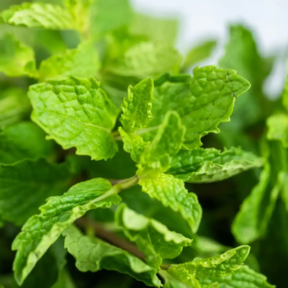 Mint Leaves